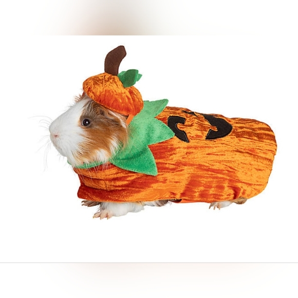 Small Animal Pumpkin 🎃 Costume - Picture 1 of 3